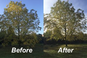 tree-crown-raise