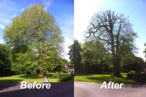 tree-crown-reduction