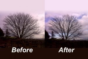 tree-crown-thin